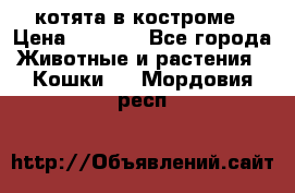котята в костроме › Цена ­ 2 000 - Все города Животные и растения » Кошки   . Мордовия респ.
